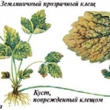 Grinja jagode na jagodama: kako se boriti